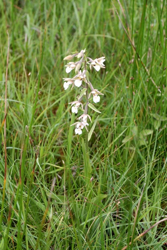 Sumpf Stendelwurz - Sumpf-Stendelwurz Orchidee in Mecklenburg